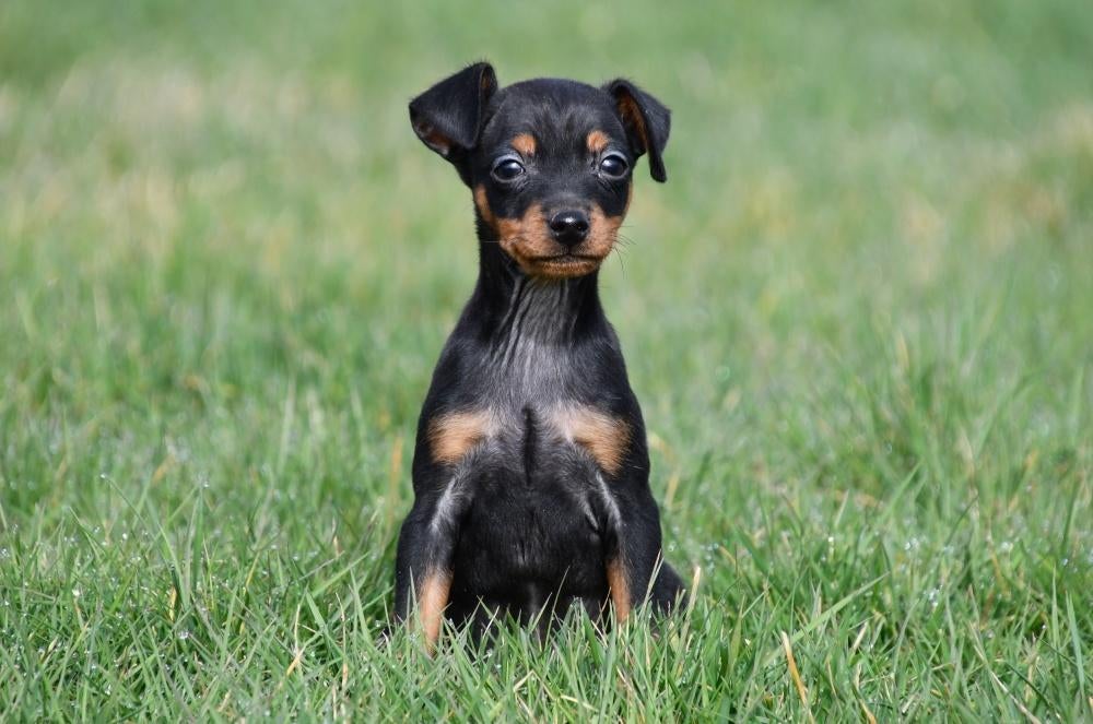 Dwergpinscher pups te koop - Belgisch