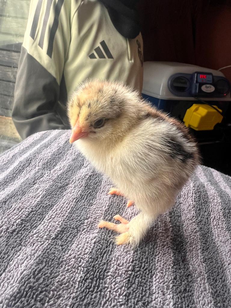 Poussin brahma, Animaux & Accessoires, Sexe inconnu, Poule ou poulet