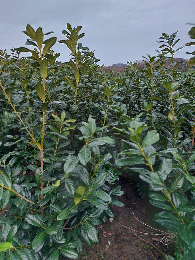 Plante de haie à feuilles persistantes Cherry Laurel (Laurel, Enlèvement, Laurier, Haie, 100 à 250 cm