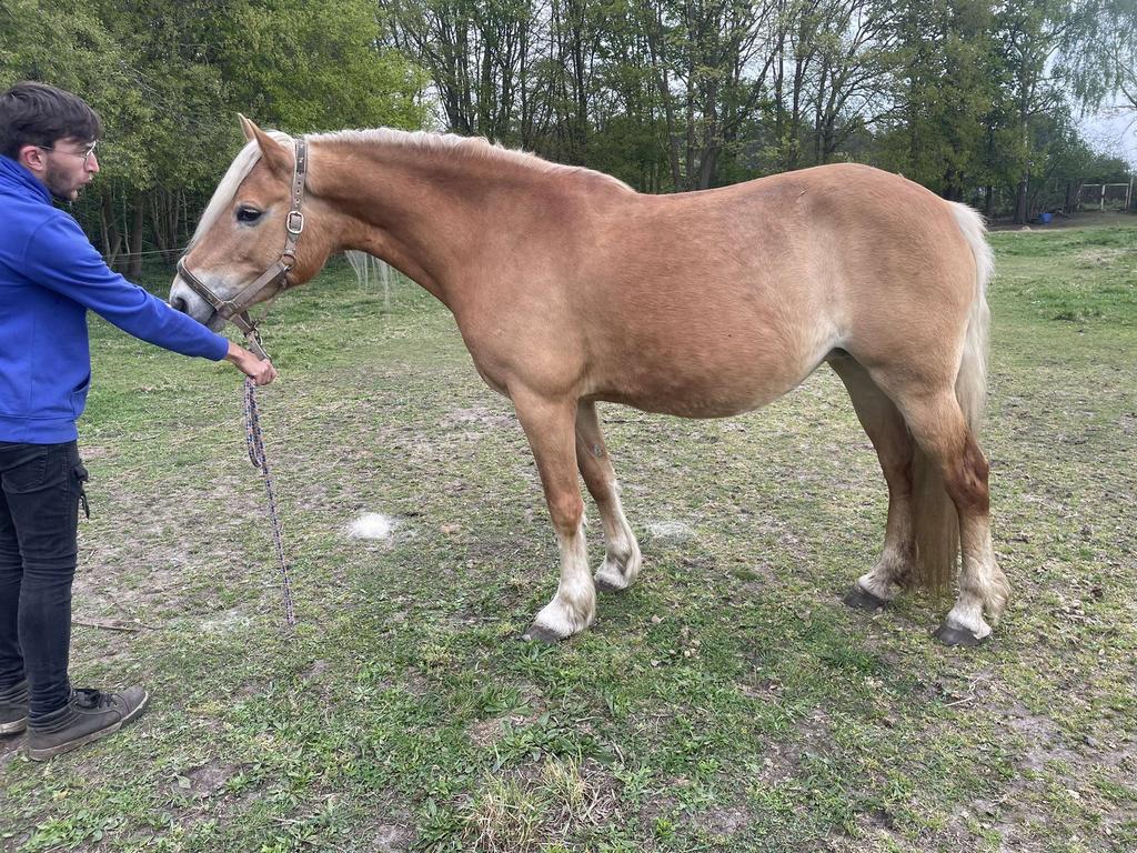 Haflinger, Avec pedigree, Moins de 160 cm, Non dressé, Jument