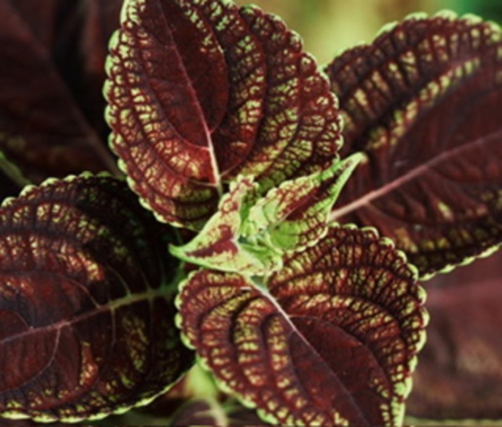 Siernetel gezocht, Huis en Inrichting, Kamerplanten, Ophalen