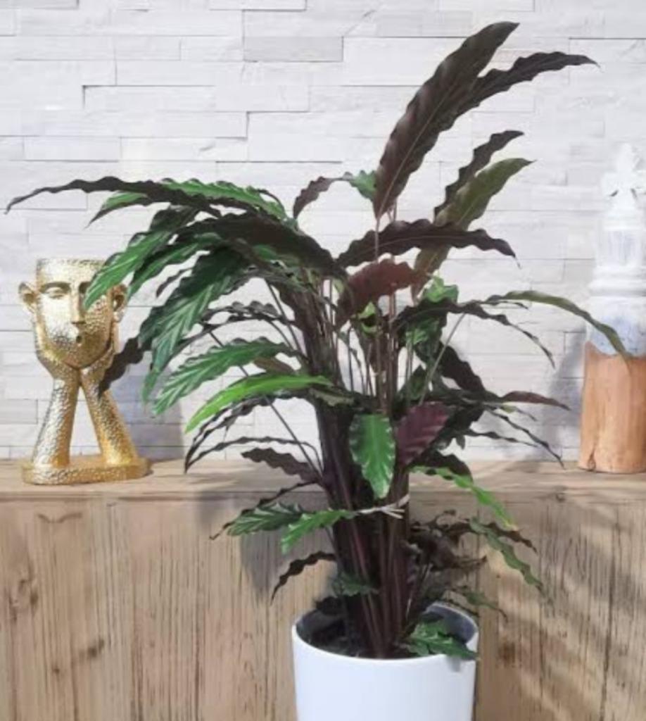 Calathea, Huis en Inrichting, Kamerplanten, Ophalen