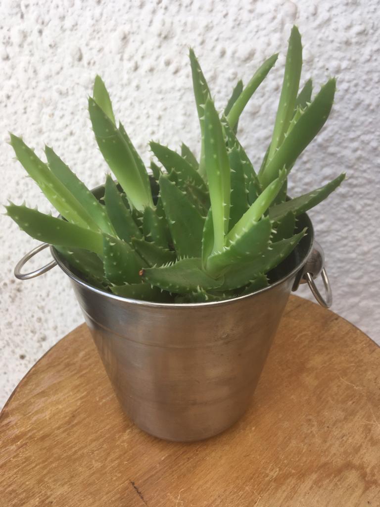 Plante succulente dans un seau à glace en argent, Maison & Meubles, Plante succulente, En pot, Plein soleil, Moins de 100 cm