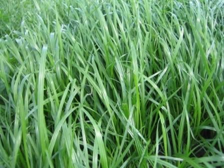 Landbouwgrond gezocht Paal-Beringen, Enlèvement ou Envoi