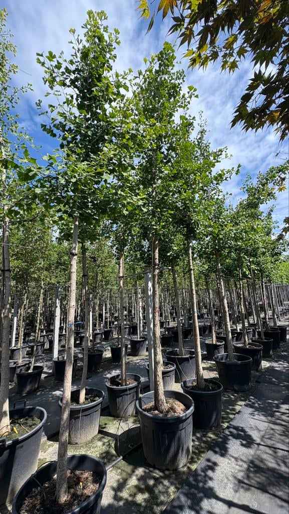 Japanse notenbomen in verschillende maten!, Tuin en Terras, Ophalen of Verzenden
