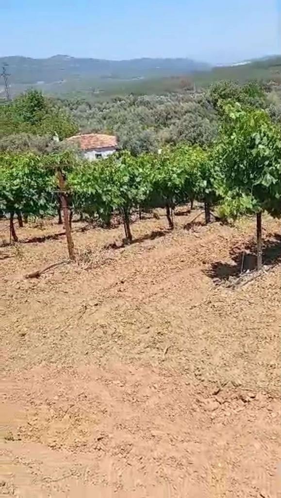 Kuşadası – Superbe Vignoble à Vendre, Eau et Électricité, Ville, Kuşadası, Turquie, 3000 m²