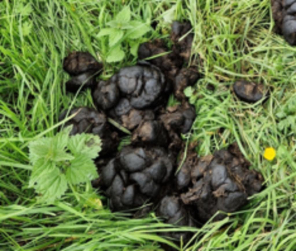 Fumier de cheval GRATUIT et sans paille pour votre potager!, Enlèvement, Fumier