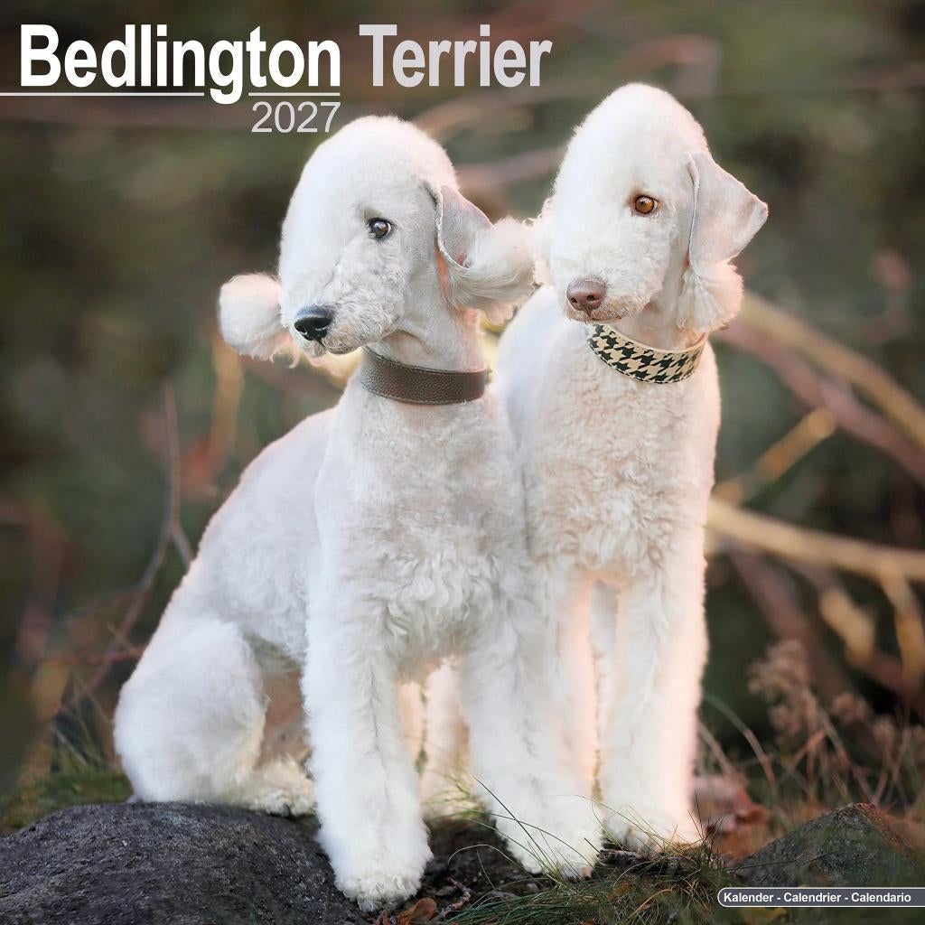 Calendrier Bedlington Terrier 2027 en précommande, Divers, Calendriers, Neuf, Calendrier annuel, Envoi