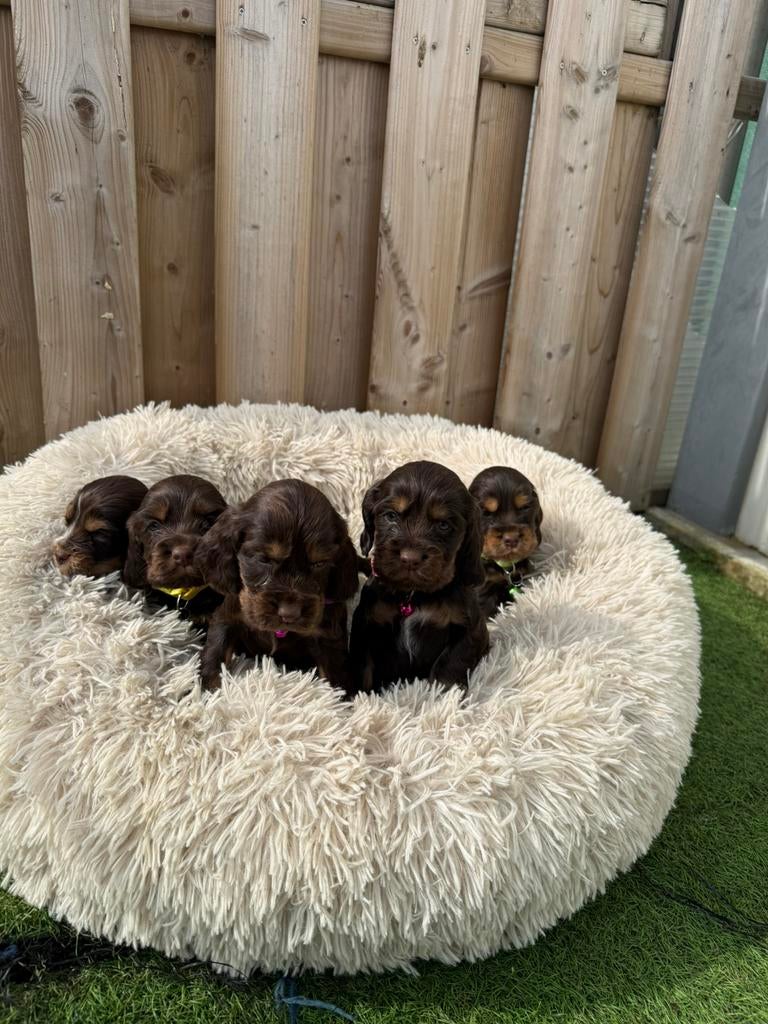 Prachtige engelse cockerspaniël pups, Animaux & Accessoires, Plusieurs, Hépatite contagieuse (maladie de Rubarth), Belgique, Plusieurs animaux