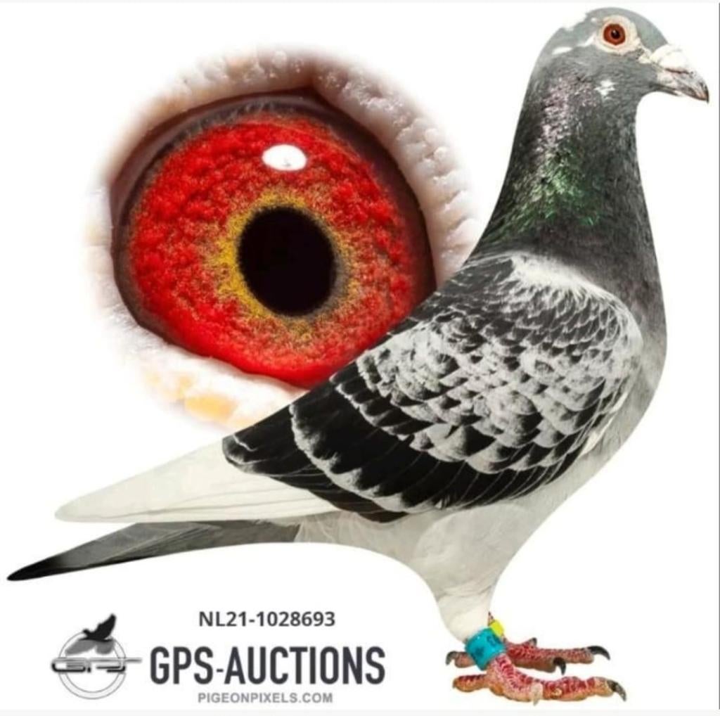 Postduif J.H.Hak. Super Inbred "YOLANTHE", Mannelijk, Postduif