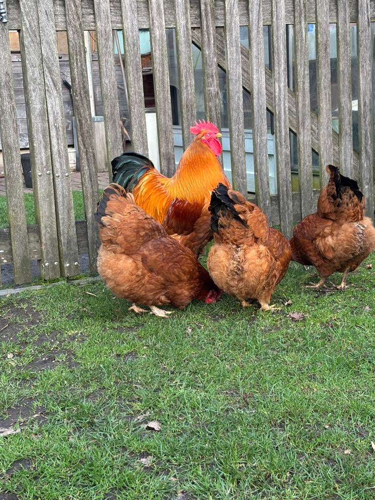 Broedeieren new  Hampshire 1€, Kip