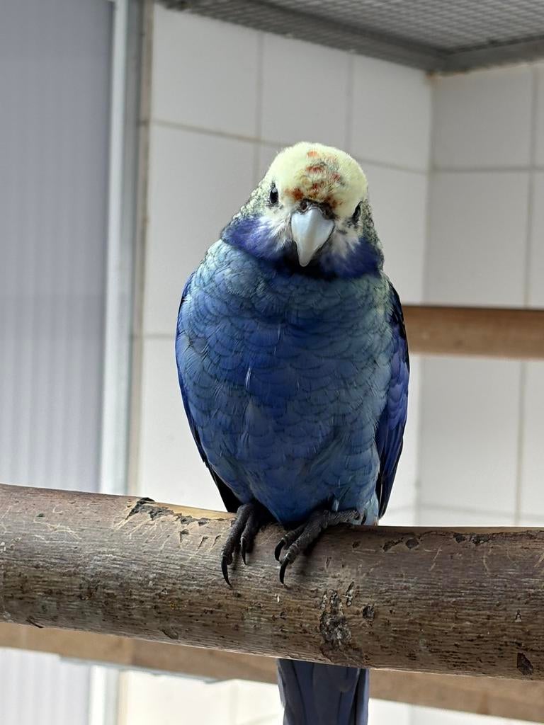 Gevraagd 0-1 Blauwwang Rosella, Dieren en Toebehoren