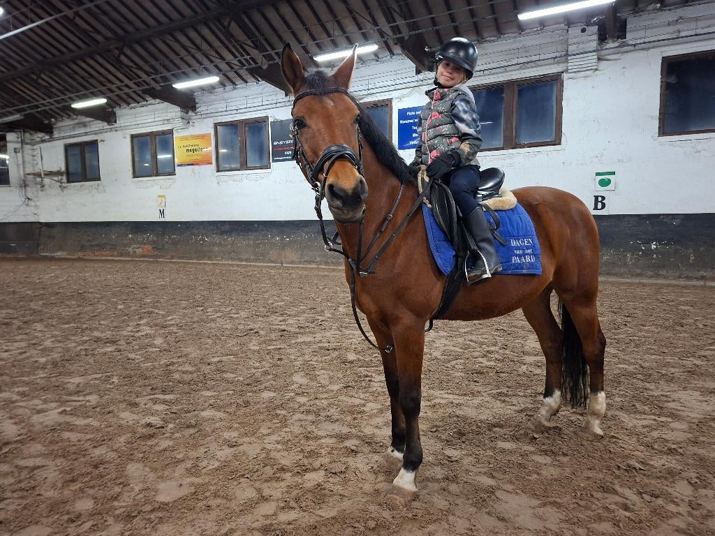 Ruiter aangeboden, Dieren en Toebehoren, Paarden, Meerdere dieren, Niet van toepassing
