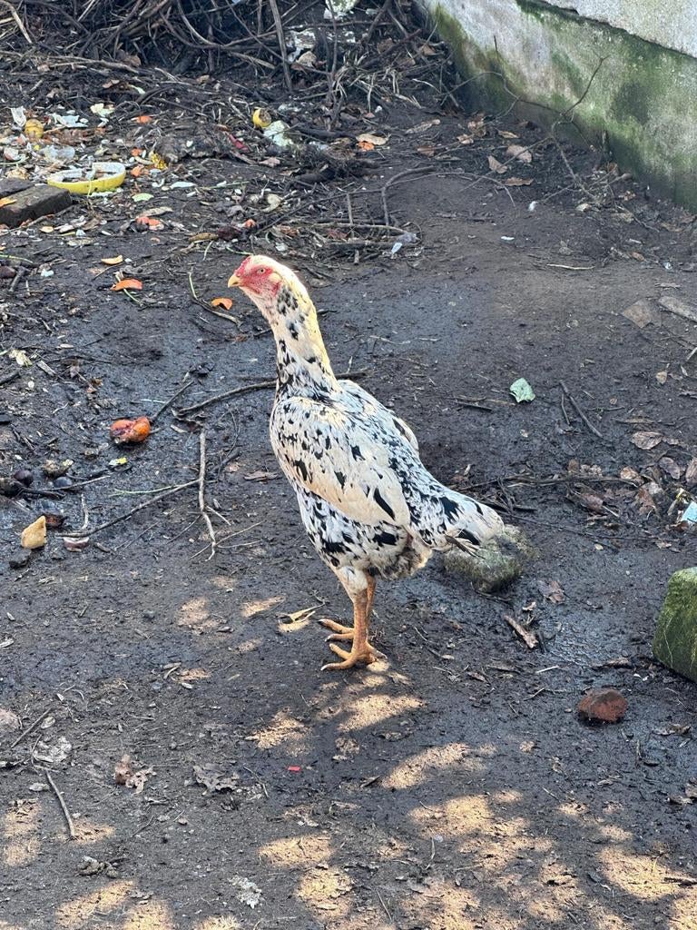 shamo, Dieren en Toebehoren, Pluimvee