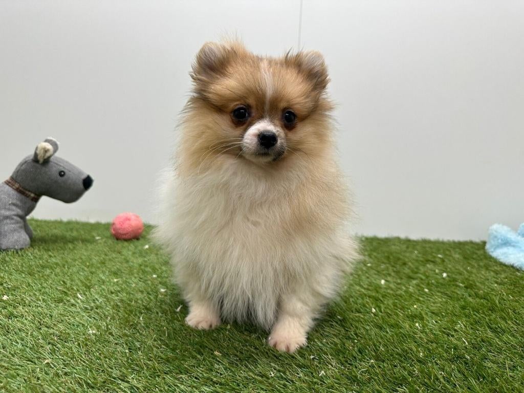 Dwergkeeshond pups, België, Keeshond, 8 tot 15 weken, Parvo