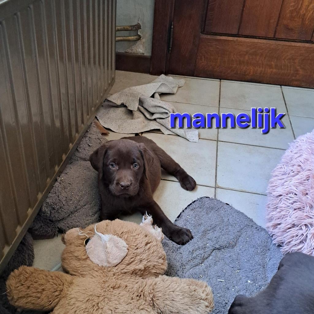 Lieve labrador pups op boerderij geteste ouders, Dieren en Toebehoren, Honden | Retrievers, Spaniëls en Waterhonden, Meerdere dieren