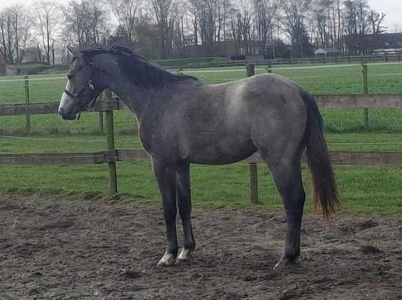 2j springpaard, Dieren en Toebehoren, Paarden, Springpaard