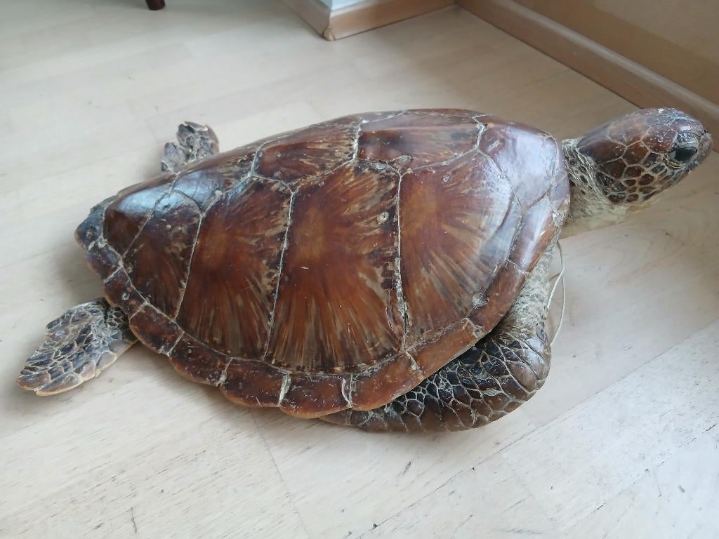 Carapace ancienne de tortue marine CHELONIA MYDAS, Antiquités & Art, Enlèvement