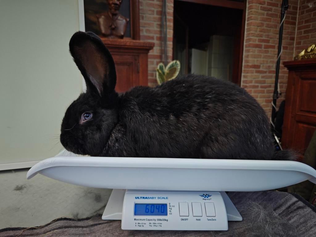 Duitse reus te koop, Mâle, Grand, 0 à 2 ans