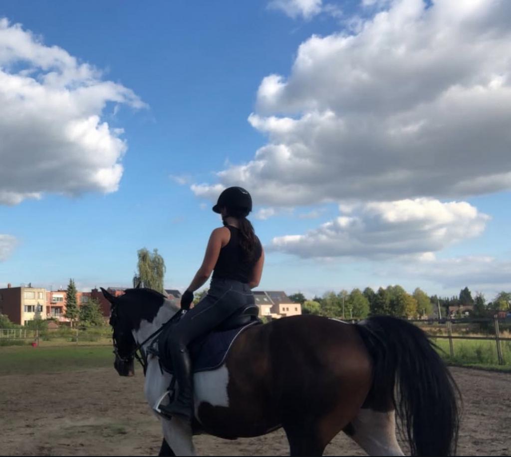 Paardrijlessen, Dieren en Toebehoren, Paarden