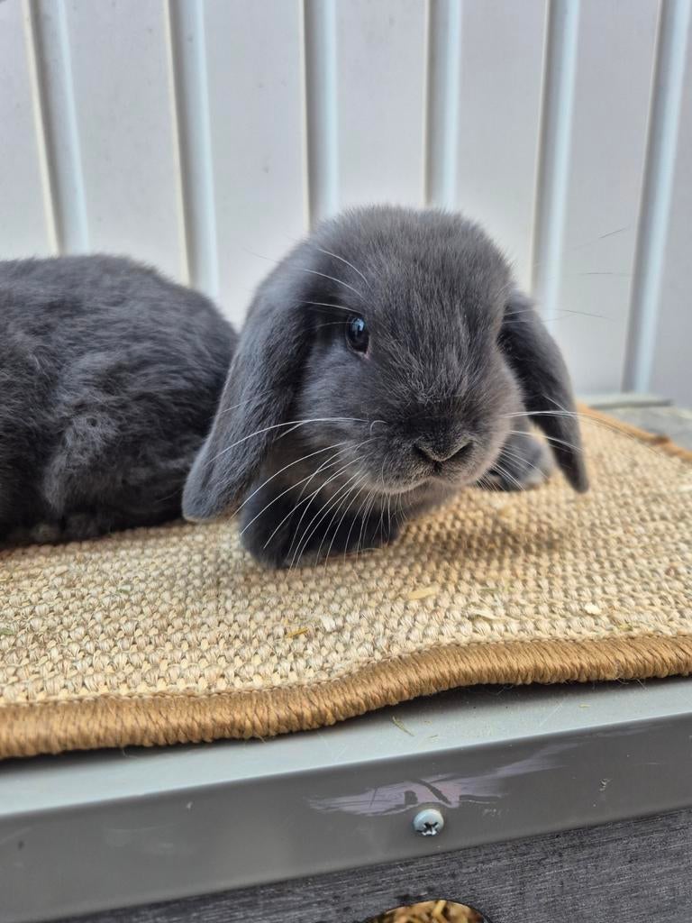 Nederlandse hangoordwerg ram, Dieren en Toebehoren, Konijnen