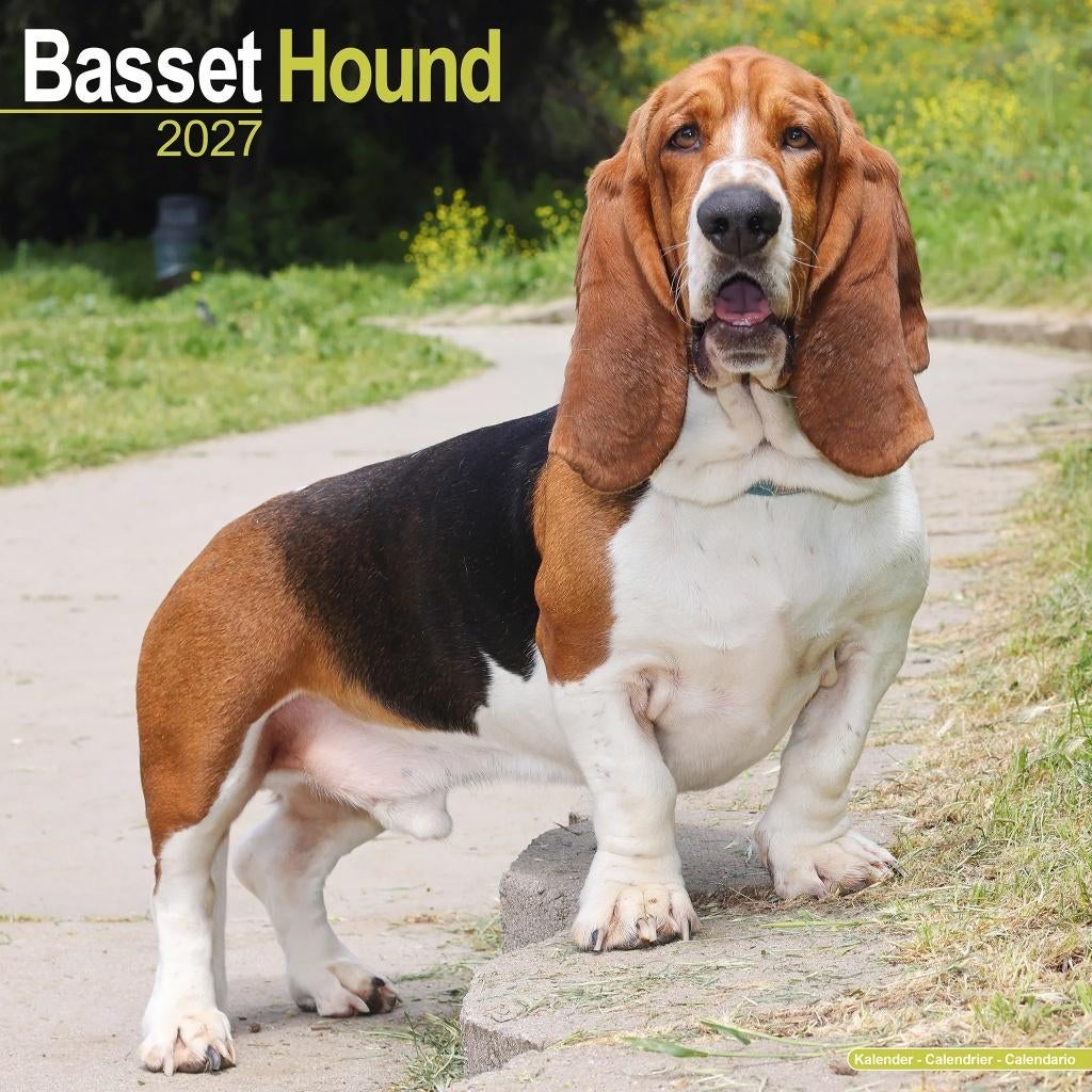 Calendrier Basset Hound 2027 en précommande, Divers, Calendriers, Neuf, Calendrier annuel, Envoi