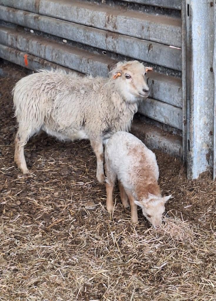 Ouessant moeder met ooilam, Dieren en Toebehoren