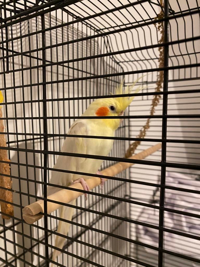 Tam lutino valkparkiet – zingt veel, Dieren en Toebehoren, Vogels | Kanaries, Mannelijk