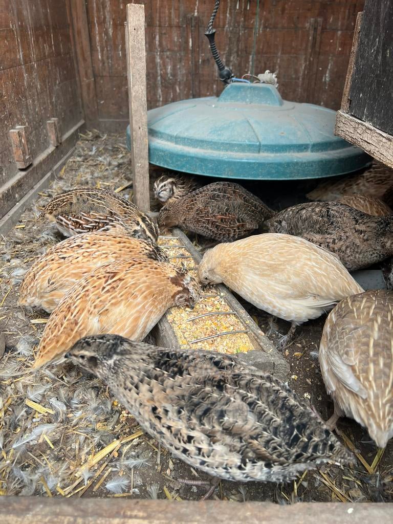 Caille mâle, Animaux & Accessoires