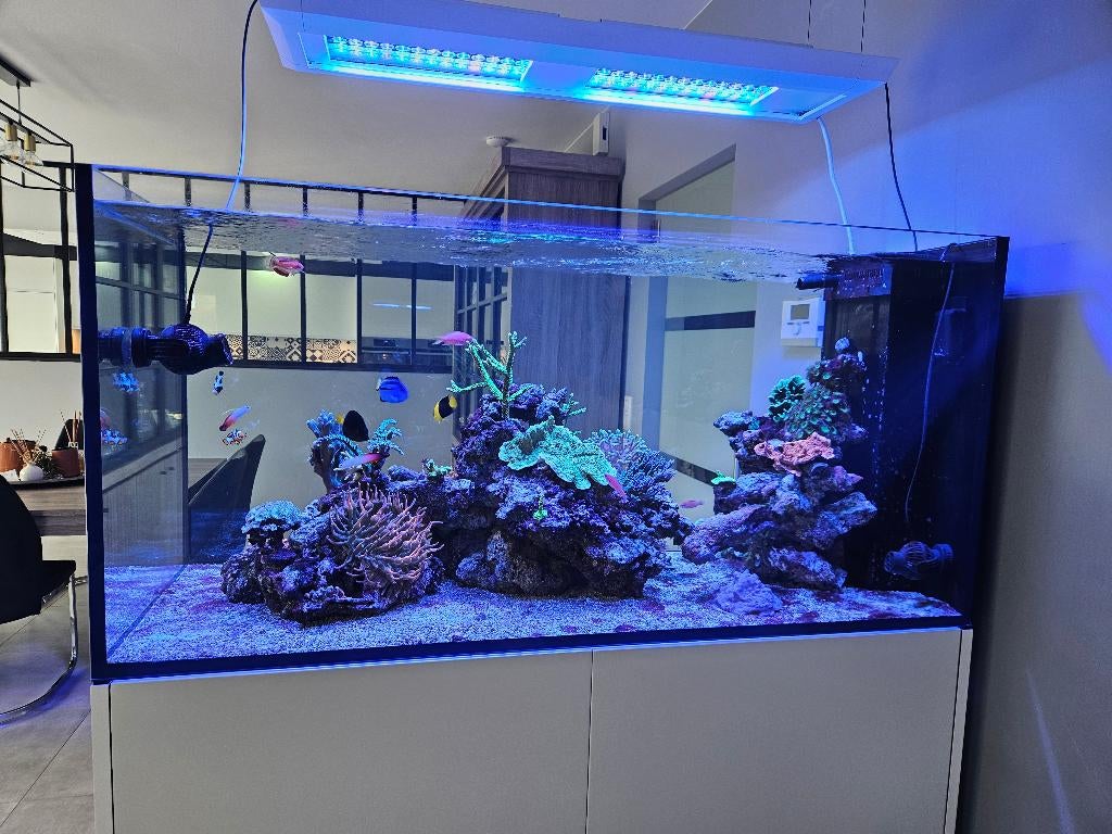 Aquarium eau de mer, Red Sea, Pompe, Aquarium d'eau de mer rempli, Enlèvement