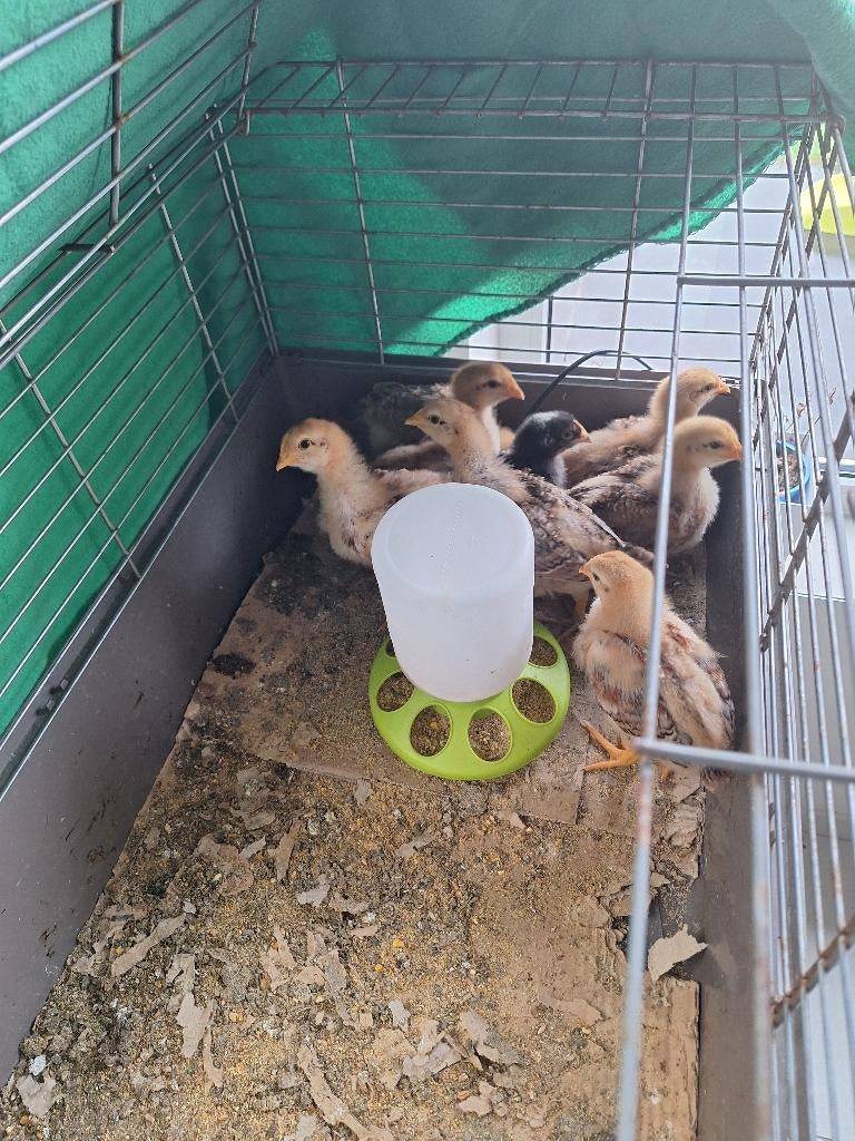 Kuikens Hybride laatste kuikens!, Animaux & Accessoires, Plusieurs animaux, Poule ou poulet