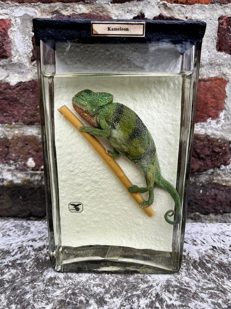 Kameleon op sterk water, Ophalen, Zo goed als nieuw