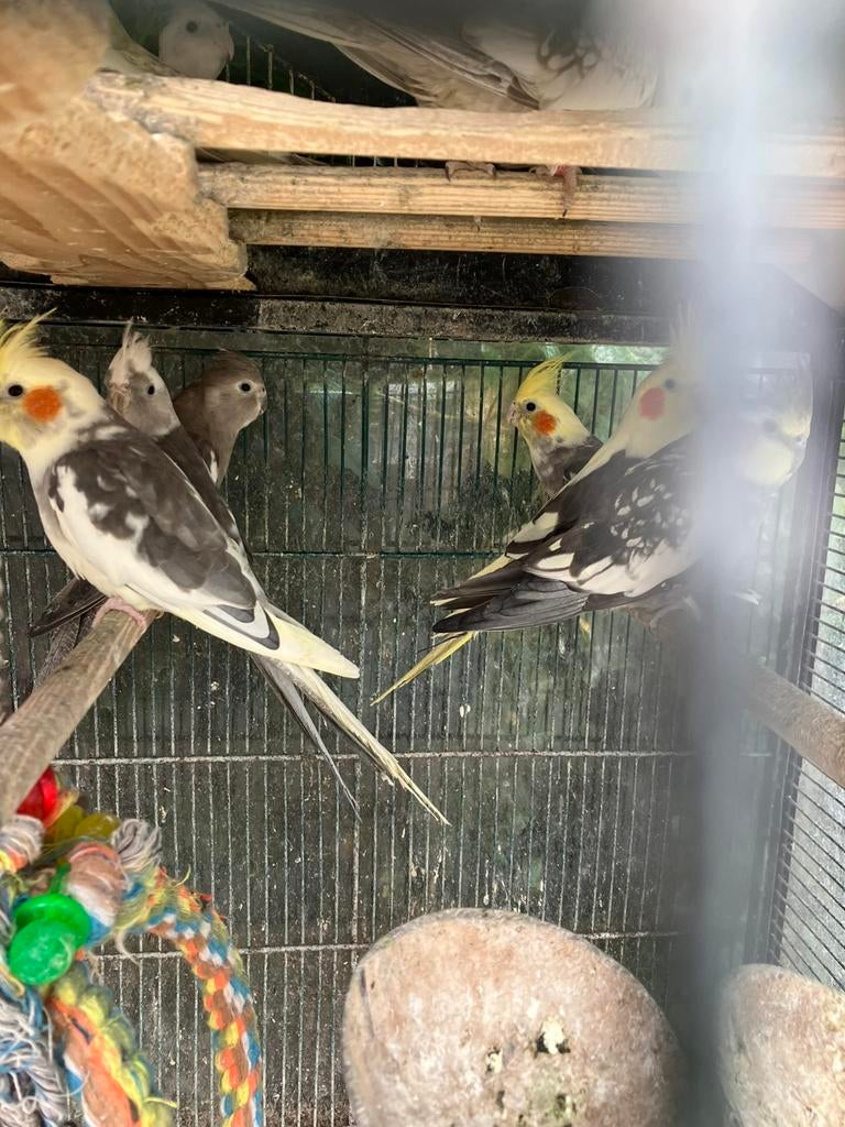 WILDKLEUR-  WITKOP - BONTE - GEPARELDE- LUTINO VALKPARKIETEN, Dieren en Toebehoren, Meerdere dieren, Parkiet