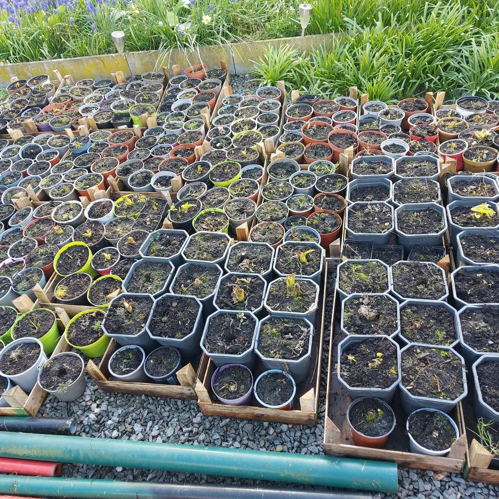 Aronskelk, Tuin en Terras, Ophalen