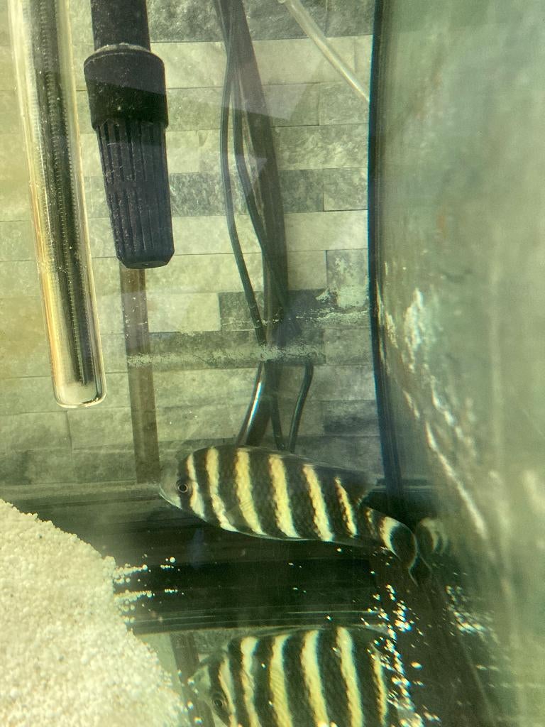 4 cichlidés., Animaux & Accessoires, Enlèvement