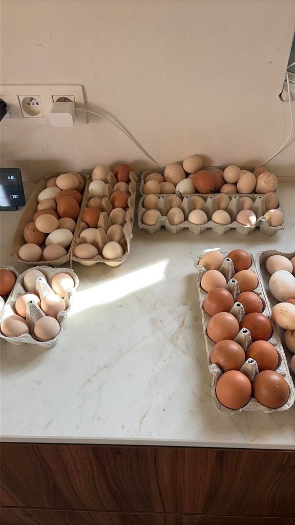 Broed eieren cochin kriel, Dieren en Toebehoren, Pluimvee