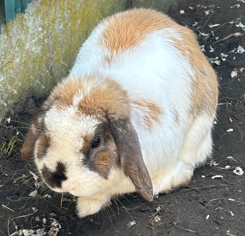 Minilop koppel, Plusieurs animaux, Nain, Oreilles tombantes, 0 à 2 ans