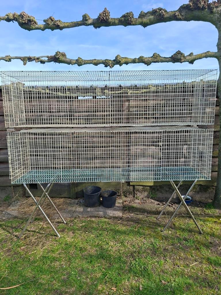 Stevige kattenren, Enlèvement