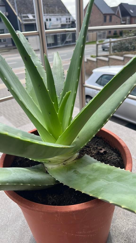 Aloe vera plant groot formaat, Tuin en Terras, Planten | Tuinplanten, Ophalen