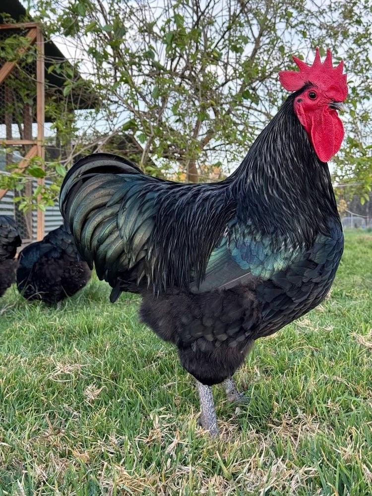 Australorp haan tekoop, Dieren en Toebehoren, Mannelijk, Kip