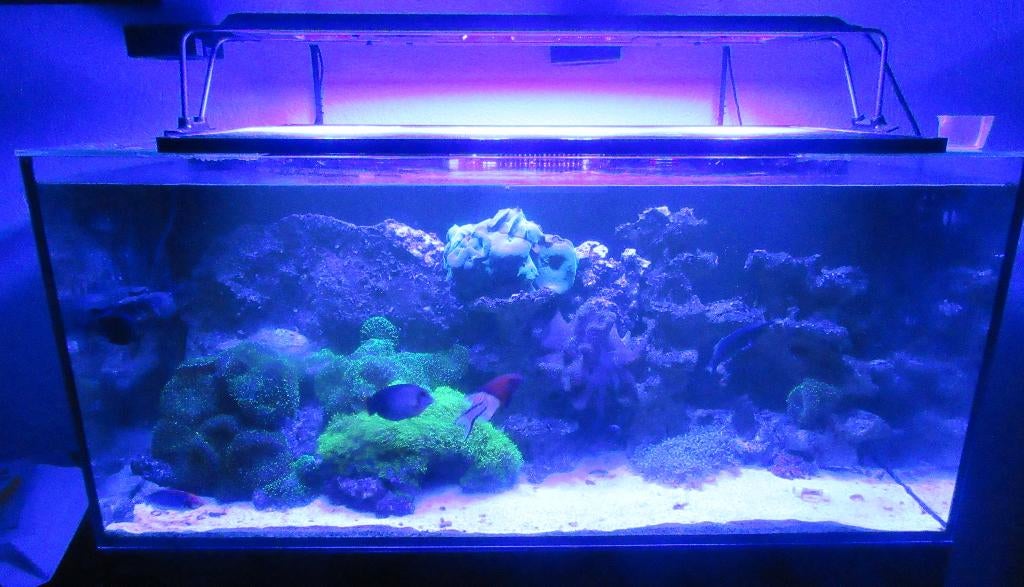 ZEERIFAQUARIUM, Dieren en Toebehoren, Vissen | Aquaria en Toebehoren, Ophalen, Pomp, Gebruikt, Gevuld zeewateraquarium