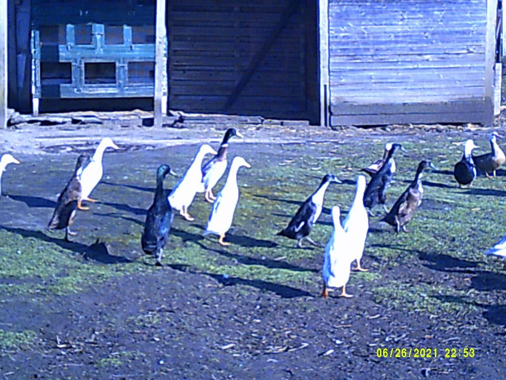 loopeenden te koop, Plusieurs animaux, Canard