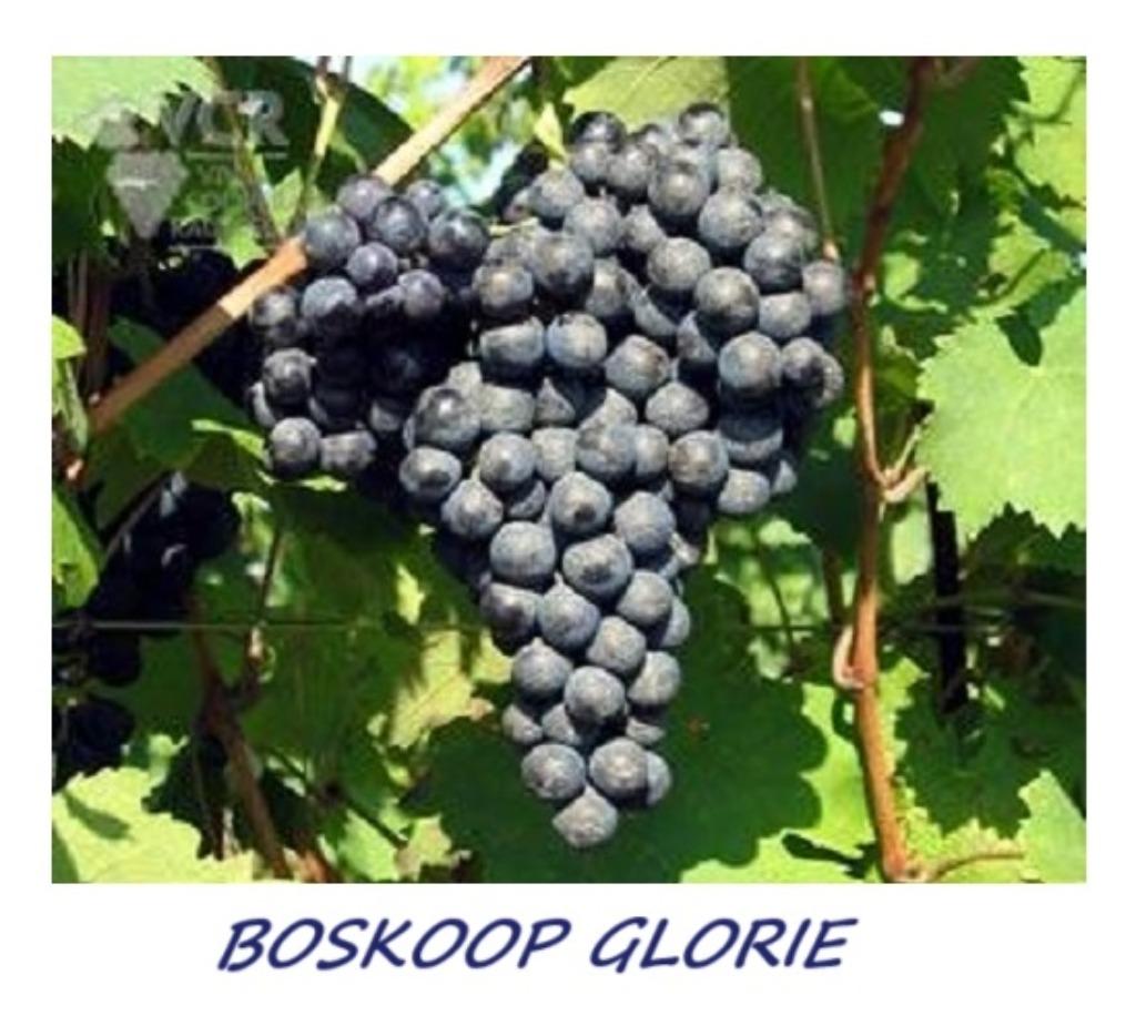 DRUIVELAARS o.a. "BOSKOOP GLORIE", 1 meter, in pot, 12€/stuk, Tuin en Terras, Volle zon, Vaste plant, Ophalen of Verzenden, Fruitplanten