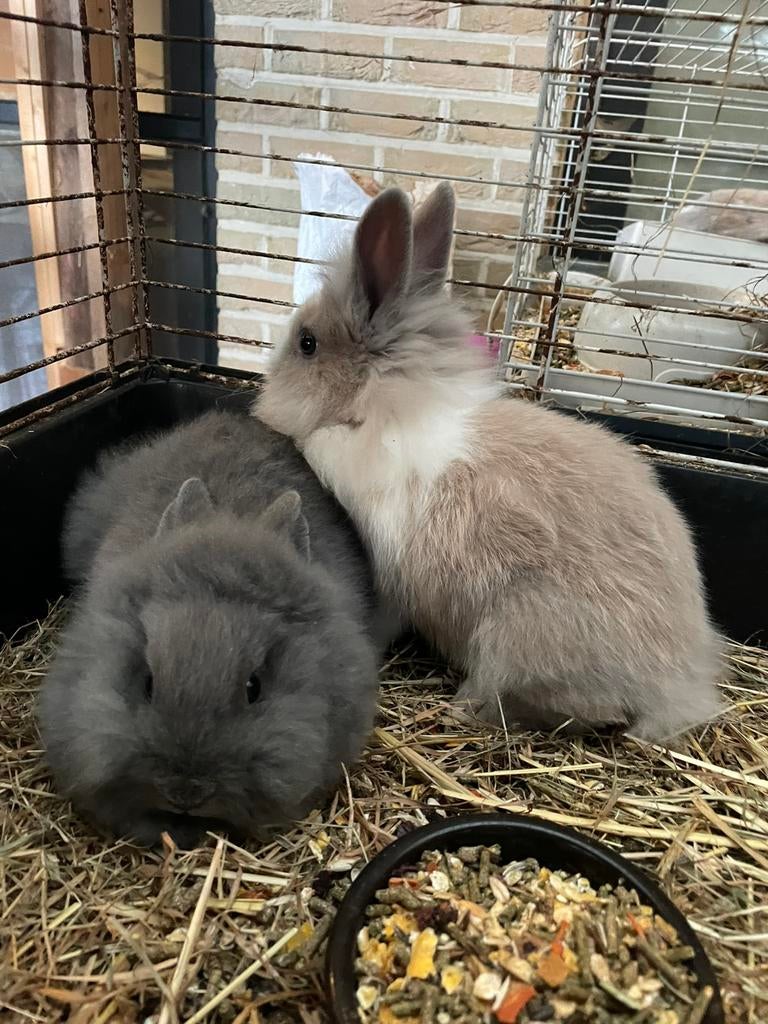 Jeunes lapins nains (têtes de lions), Animaux & Accessoires, Petit