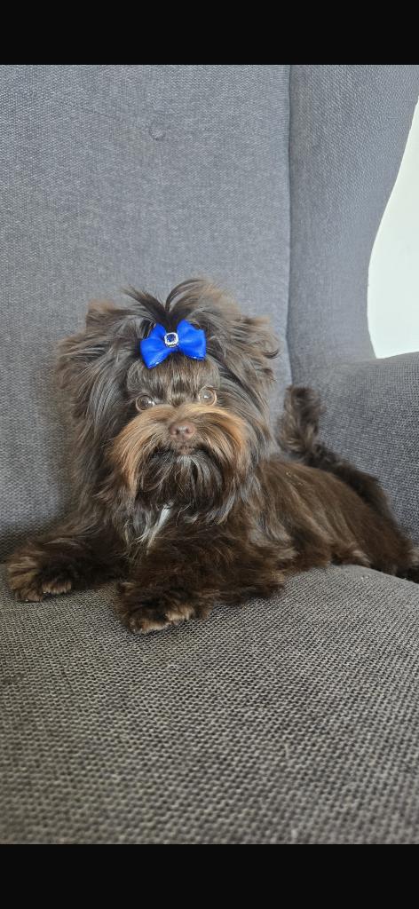 Yorkshire miniature chocolat, Parvo, België, Fokker | Hobbymatig, Overige rassen