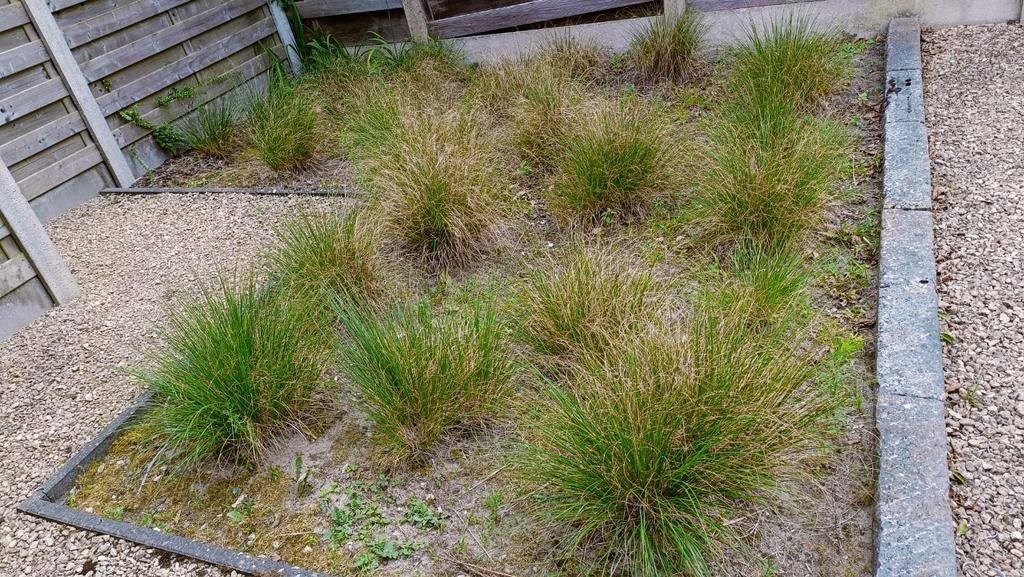 Pennisetum vanhamln struiken , 2.5 per stuk, Tuin en Terras, Ophalen