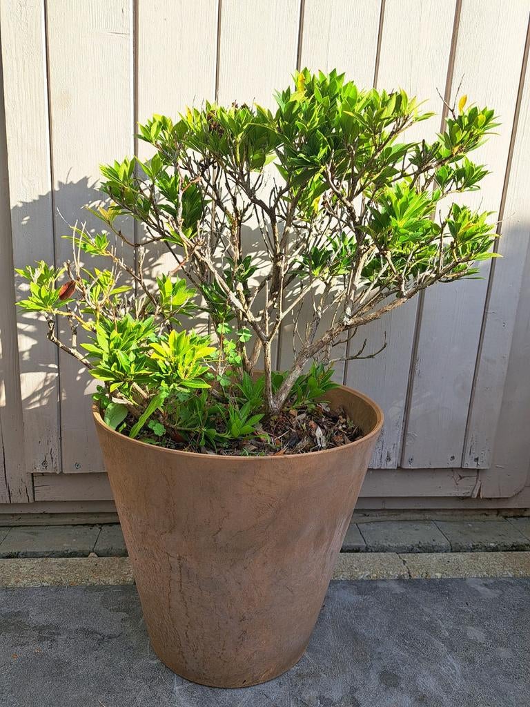 Rotsheide (Pieris japonica), Tuin en Terras, Ophalen