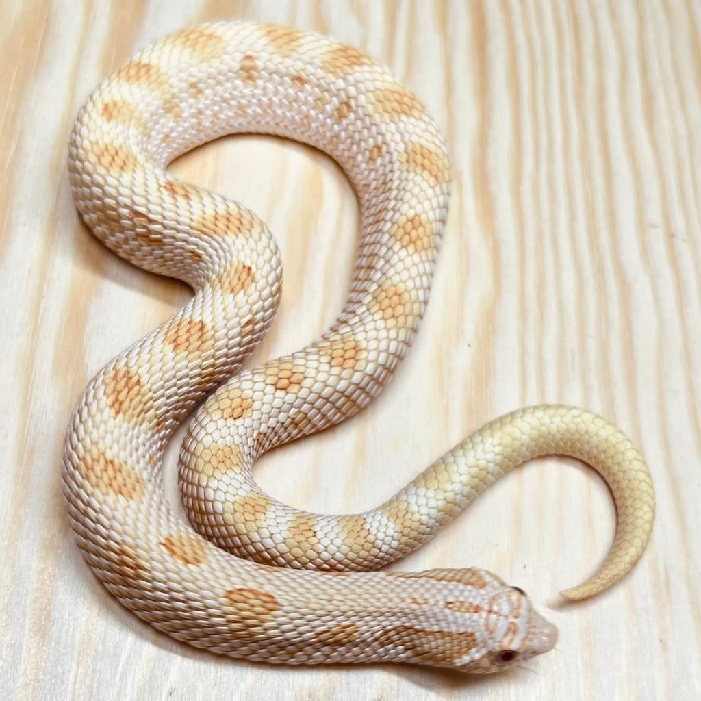 Westelijke haakneusslang 2024, geslachtsrijp AlbinoConda, Dieren en Toebehoren, Reptielen en Amfibieën, Slang, Tam, 0 tot 2 jaar