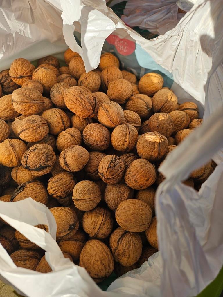 Verse walnoten/okkernoten te koop per kilo!, Diversen, Levensmiddelen, Ophalen