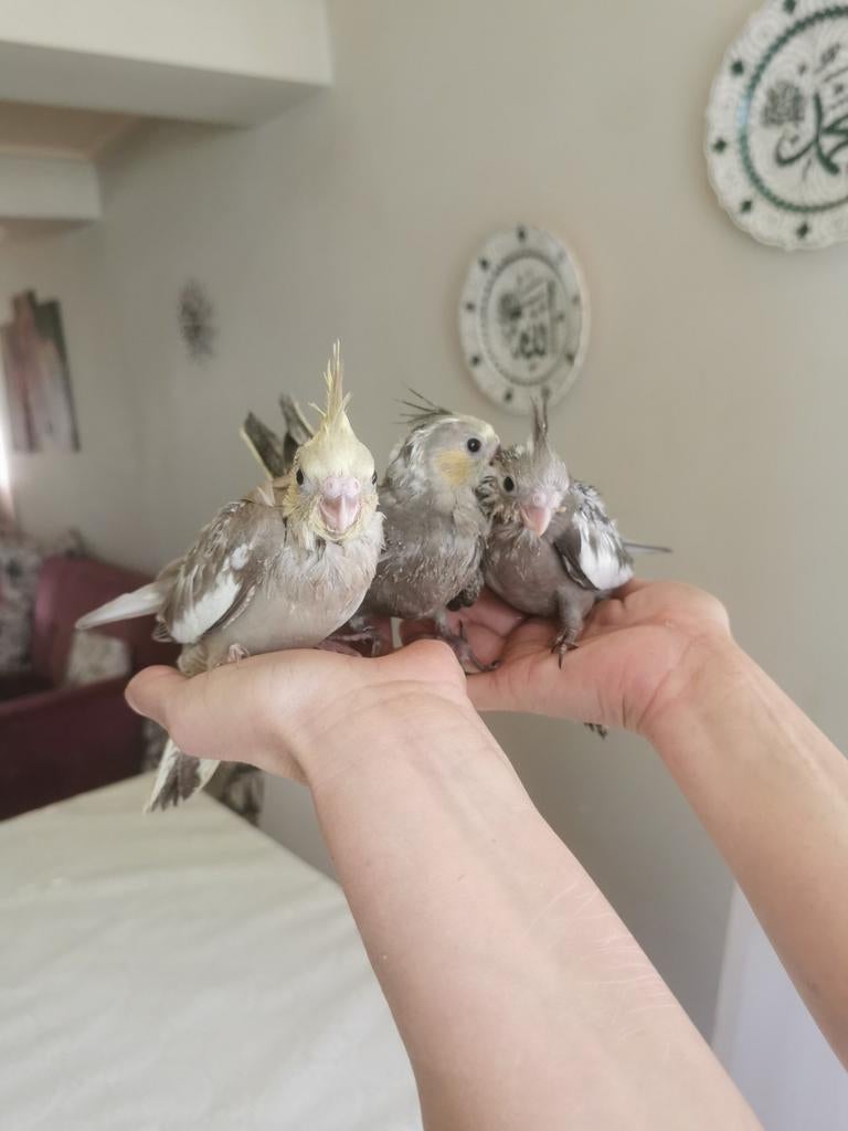 Zeer tamme en bijzonder lieve Valkparkieten